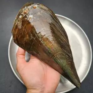 당일조업 활 키조개 소 1미