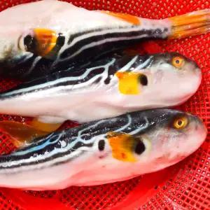 손질 복어 까치복 탕거리 500g 2미 보양식 복지리탕 복국
