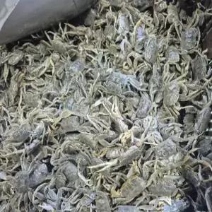 국내산 신선한 별량 칠게 500g 50미 내외 생물 당일조업 게장 매운탕 찜 튀김 제철 별미