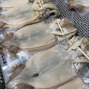 [셀러허브]포항 구룡포 반건조 오징어 중형 10마리 750g내외 (S50800391)