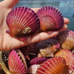해남별 통영 세척 홍가리비 5kg(150미 내외)