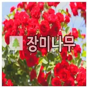 장미나무 묘목 유럽사계덩굴장미 스칼렛메이딜란트 개화주 포트묘