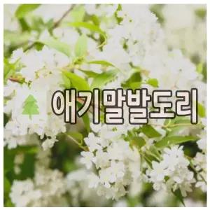 애기말발도리나무 묘목 니코 10cm 포트 3개