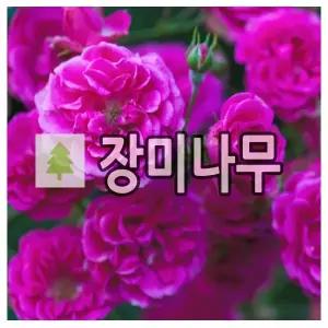 장미나무 묘목 유럽 줄장미 엘름숀 개화주