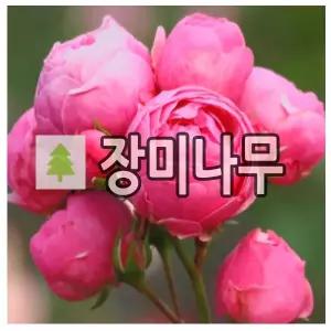 장미나무 묘목 독일장미 코데즈 폼포넬라