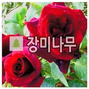 장미나무 묘목 유럽사계덩굴장미 심파시 포트묘