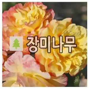 장미나무 묘목 독일줄장미 문 라이트 개화주