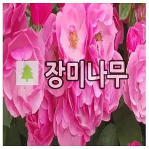 장미나무 묘목 사계덩굴장미 안젤라 포트묘