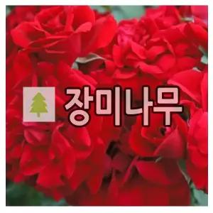 장미나무 묘목 독일줄장미 아마데우스 개화주