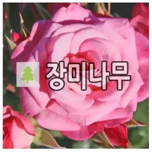장미나무 묘목 사계 명품 독일 땅장미 제니아 개화주