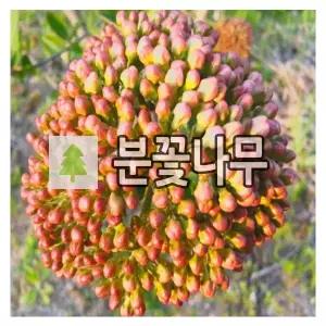 분꽃나무 묘목 유럽분꽃 카유가 120cm