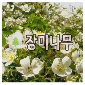 장미나무 묘목 독일줄장미 로사필리 페스키프츠 게이트 개화주