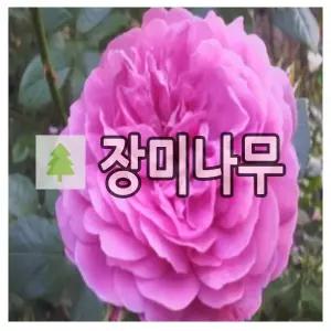 장미나무 묘목 유럽 줄장미 코랄던 개화주