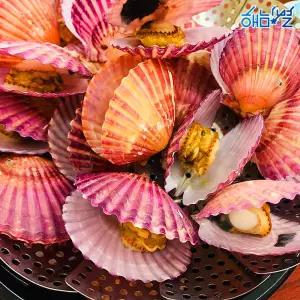 해남별 통영 세척 홍가리비 10kg(300미 내외)