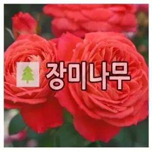 장미나무 묘목 사계 명품 독일 땅장미 퀸 오브 하트 개화주