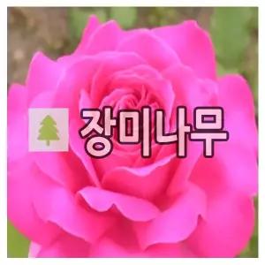 장미나무 묘목 유럽땅장미 핑크퍼퓸