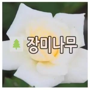 장미나무 묘목 유럽땅장미 마운트 샤스타