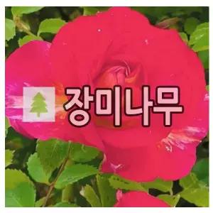 장미나무 묘목 유럽 줄장미 하루가재 특대품 170-180 특대품