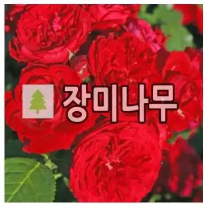 장미나무 묘목 독일장미 로트케프헨