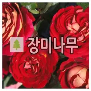 장미나무 묘목 사계 독일 땅장미 데제헨스 베르테