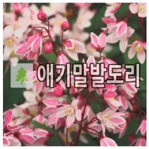 애기말발도리나무 묘목 유키체리블라썸 15cm 포트묘