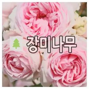 장미나무 묘목 사계 명품 독일 땅장미 벨렌슈필 개화주