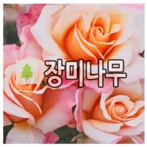 장미나무 묘목 사계 명품 독일 땅장미 오해피데이 개화주