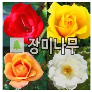 장미나무 묘목 사계덩굴장미 포트묘 색상랜덤 2개