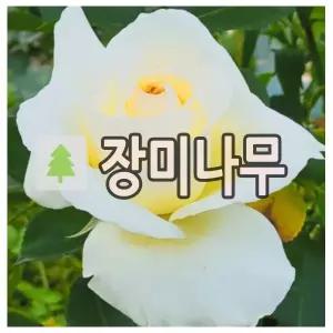 장미나무 묘목 일반줄장미 키150mc 2-3지 2개