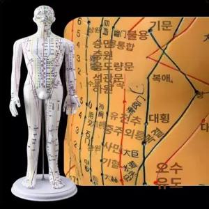 연습용 마네킹 한의원 모형 교육 인형 침술 실습 경락 인체 혈자리 전신