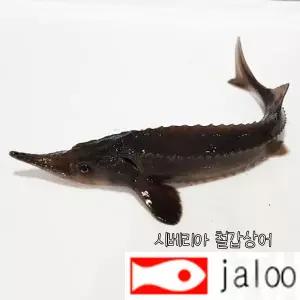 생먹이 자루 시베리안 철갑상어 회색상어 관상용 물고기 어항 연못 취미 캐비어 대형어
