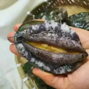 [황제수산] 완도 활 전복 선물세트 홈쇼핑 VIP특대전복 1kg 5-6미 (세척솔증정)