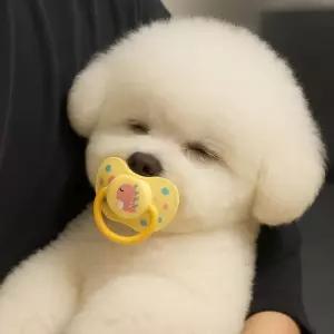 강아지 쪽쪽이 치아발육기 장난감 애견 용품터그놀이 착인형 생일선물 터그 반려견 혼자 분리불안댕댕이