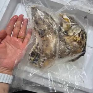 크림바위굴 삼배체 삼베체 굴 바위굴 크림 바위 석화 (최상급 삼베체굴2kg 4-8미)