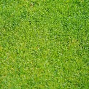 종자 정원 골프장 운동장 축구장 산소 잔디 씨앗 30g