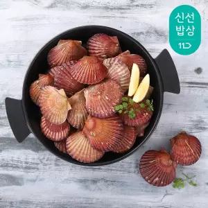 [산지명인] 통영 비단 홍 가리비 3kg 75-90미 제철 세척 조개구이