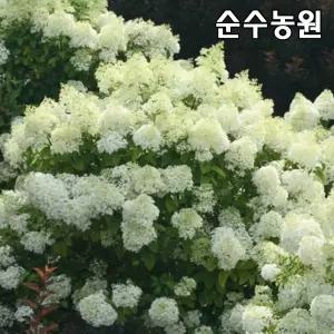 신품종 목수국나무 묘목, 보보 3L(C3) 화분 1개/꽃나무/조경수