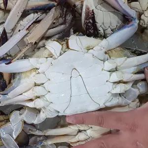 연평도 활 숫 꽃게 3kg 9-12미 대 생물꽃게 햇꽃게 활꽃게 활 수꽃게 연평도꽃게 생물숫꽃게 가을꽃게