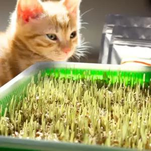 고양이 캣그라스 새싹 밀 보리 귀리 수경재배 키트