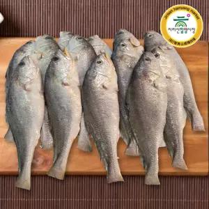 [함양시장] 옥계상회 물간 손질 침조기 6마리(마리당 150g내외/22-24cm 내외)(긴가이석태)