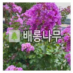 배롱나무 묘목 자금령 삽목2년 포트묘