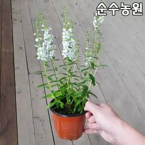 안젤로니아(흰색) 모종 10cm포트 5개/야생화/지피식물