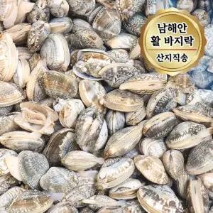 당일조업 남해안 활 바지락 대사이즈 5kg 1kg 당 65 80미)