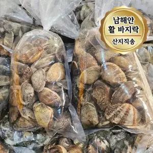 당일조업 남해안 활 바지락 대사이즈 2kg 1kg 당 65 80미)