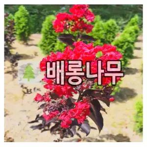 배롱나무 묘목 자엽백일홍 적색 삽목1년 포트묘 2개
