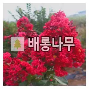 배롱나무 묘목 다이너마이트 삽목2년 포트묘