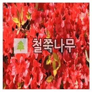 철쭉나무 묘목 영산홍 베니 40cm 5개