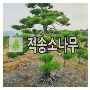 소나무 묘목 적송소나무 실생2년 연결포트 5개