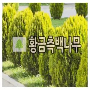 황금측백나무 묘목 80cm 분묘
