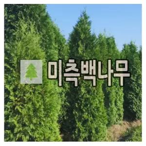 서양측백나무 묘목 미측백 200cm